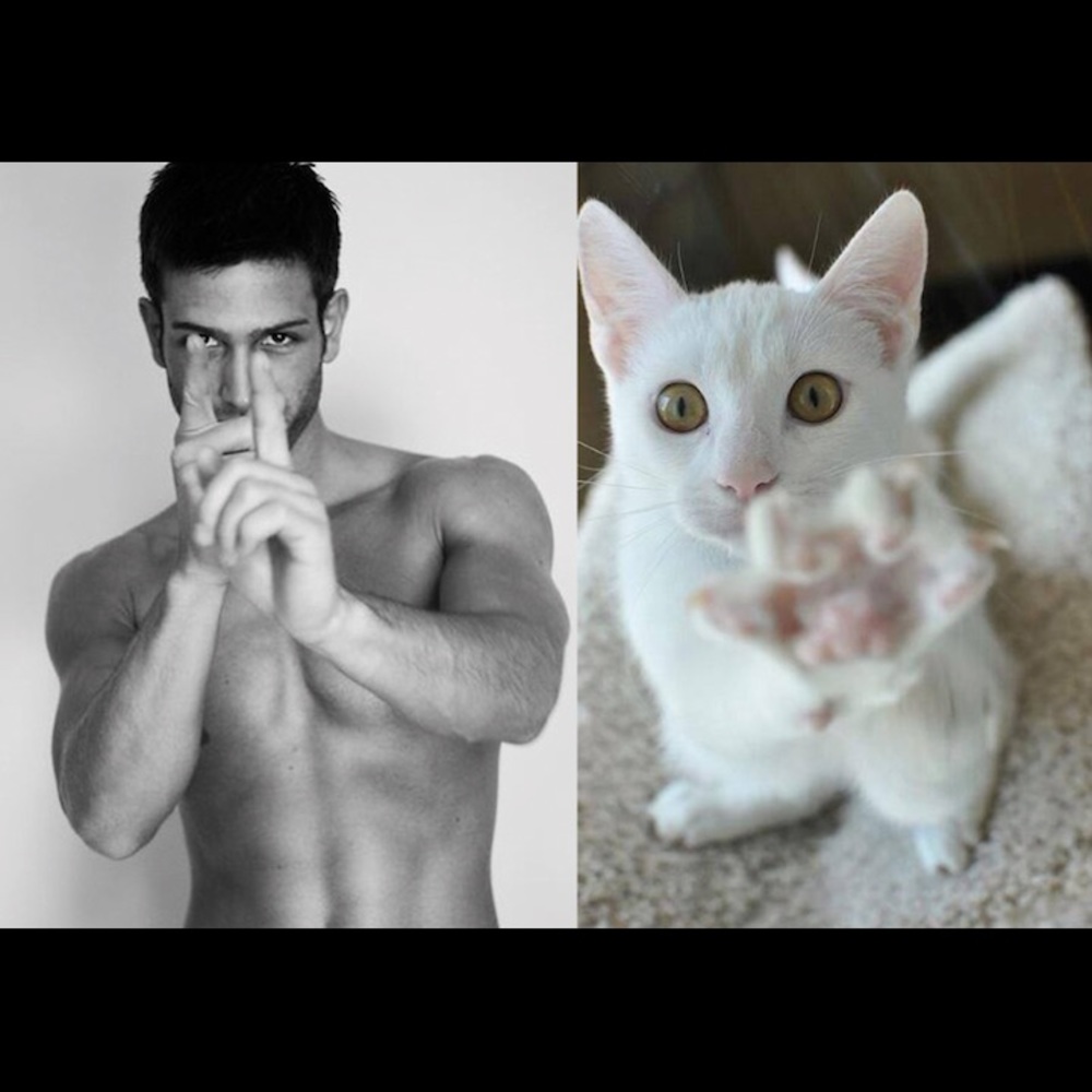 🔥🐈 PLs Send this cat for WALK🔥 SHARE 🐈🐈🐈🐈🐈🐈🐈🐈🐈🐈🐈🐈🐈🐈 - Picture 5 of 8